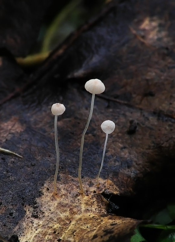 Mycena smithiana